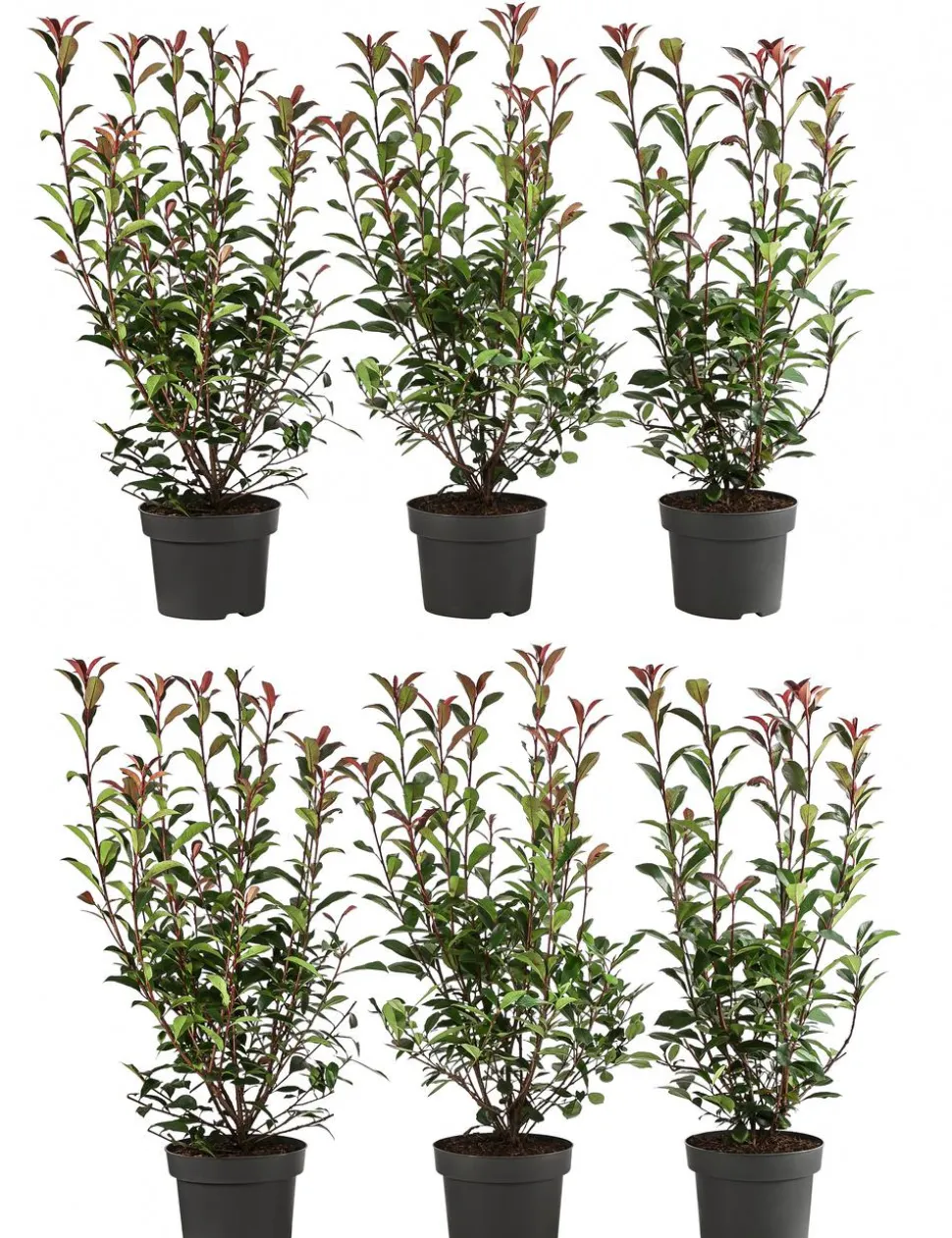 2 Meter Purpur-Glanzmispel 'Carre Rouge', 6 x ca. 40-60 cm