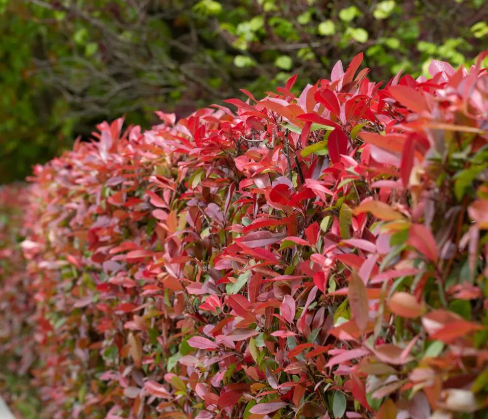1-1,5 Meter Purpur-Glanzmispel 'Carre Rouge', 5 x ca. 20-35 cm