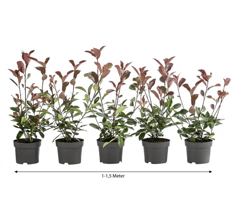 1-1,5 Meter Purpur-Glanzmispel 'Red Robin', 5 x ca. 20-35 cm