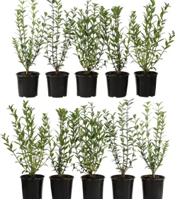 5 Meter Wintergrüner Liguster 'Atrovirens', 15 x ca. 100-150 cm