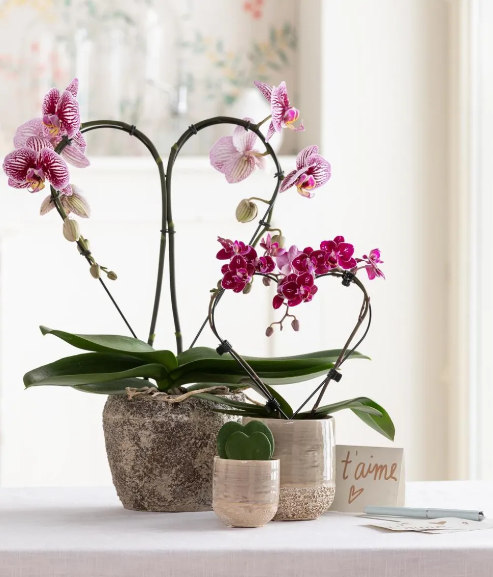 Midi Schmetterlingsorchidee - Phalaenopsis cultivars, zweitriebig, verschiedene Sorten