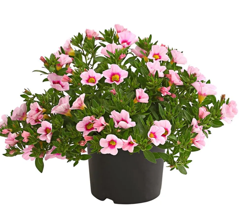 Minihängepetunie 'Rosenauge'