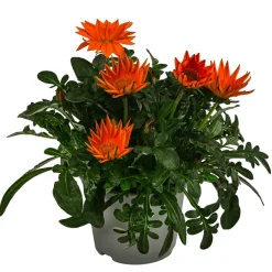 Mittagsgold, verschiedene Farben