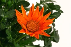 Mittagsgold, verschiedene Farben
