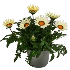 Mittagsgold, verschiedene Farben