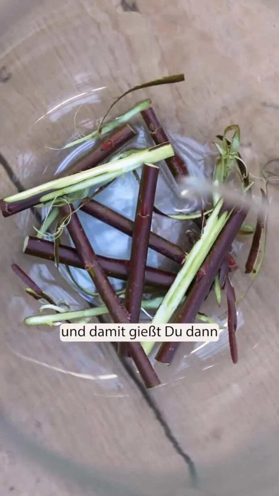 Männliche Kätzchenweide 'Mas', Stamm