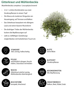 Mueca - Gitterkraut und Mühlenbeckia