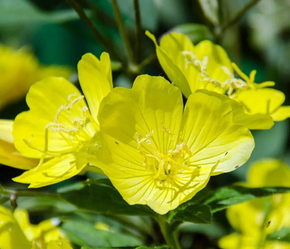 Nachtkerze 'African Sun'