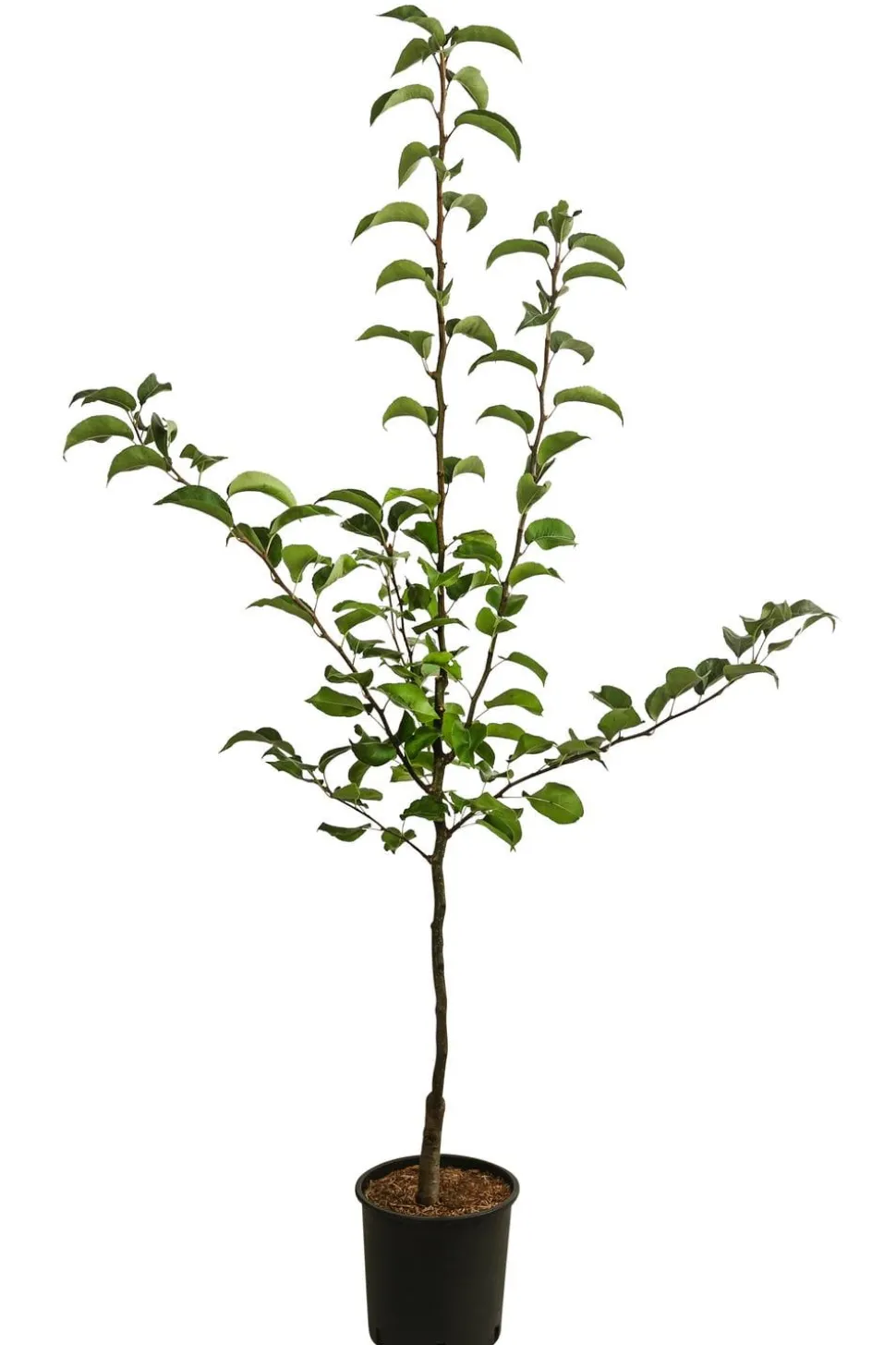 Nashi-Birne 'Nijiseiki'