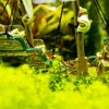Nobby Aquariumdeko Schiff, ca. B33/H23/T13 cm