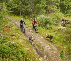 Non-stop dogwear Bikeantenne für Hundeleinen, ca. L49 cm
