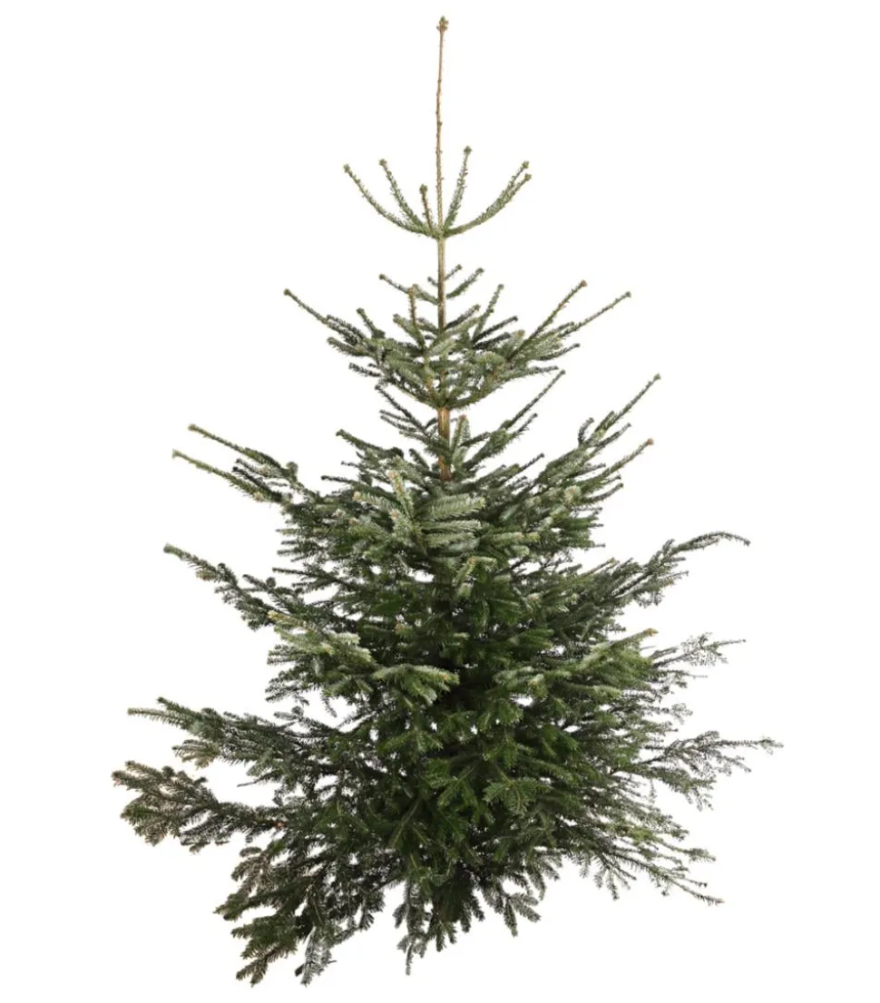 Nordmann-Tanne, ca. 200-250 cm, gesägt