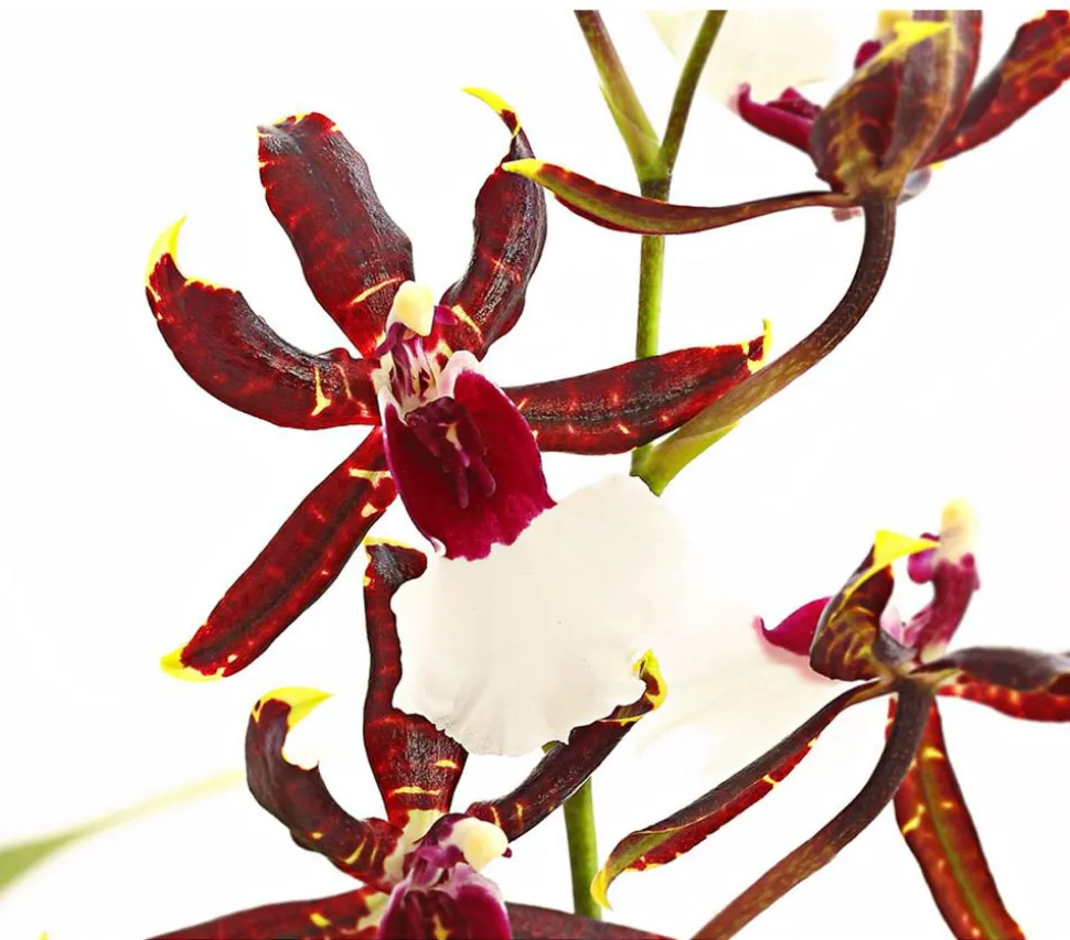 Odontonia-Orchidee - Odontonia hybriden 'Samurai'