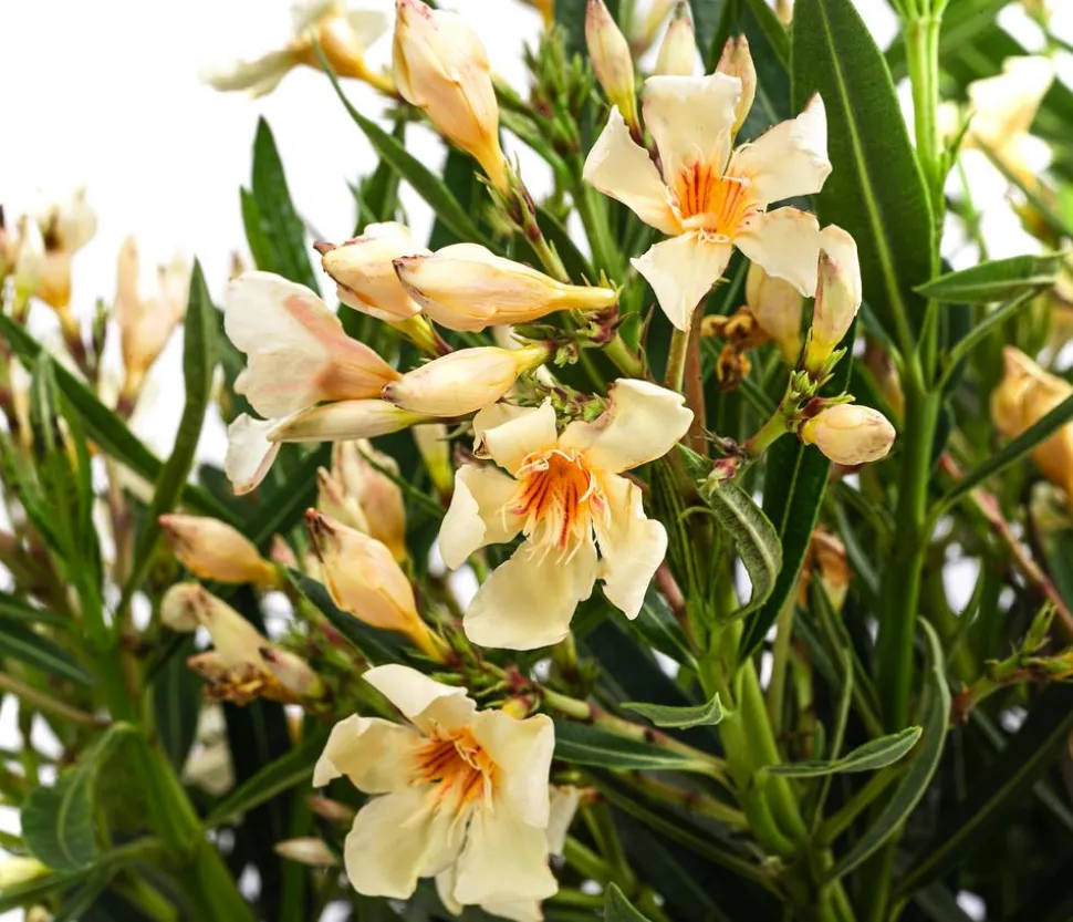 Oleander, Busch