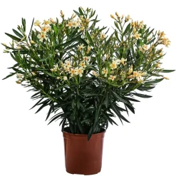 Oleander, Busch