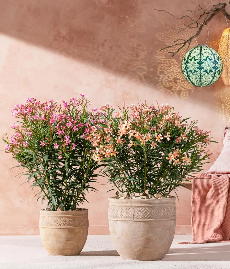 Oleander, Busch