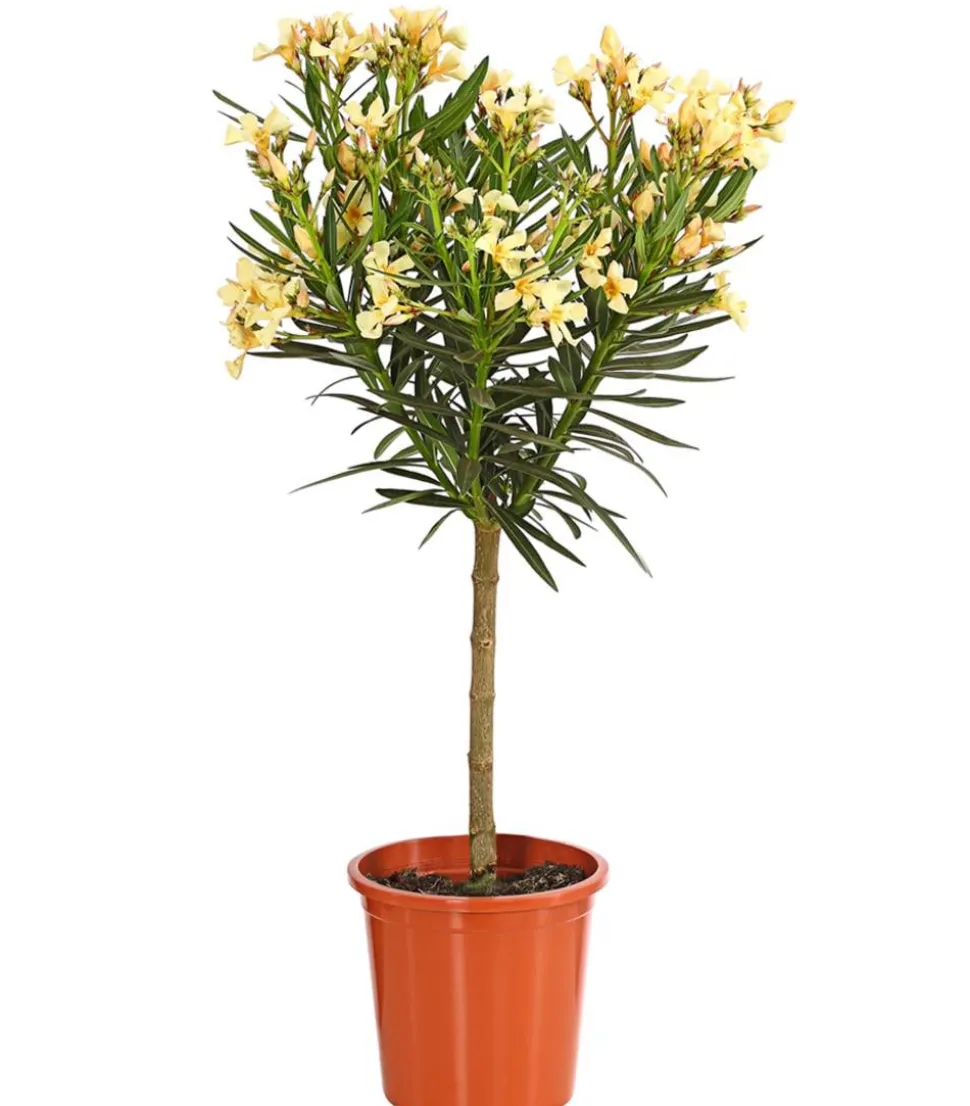 Oleander, Stämmchen, verschiedene Farben