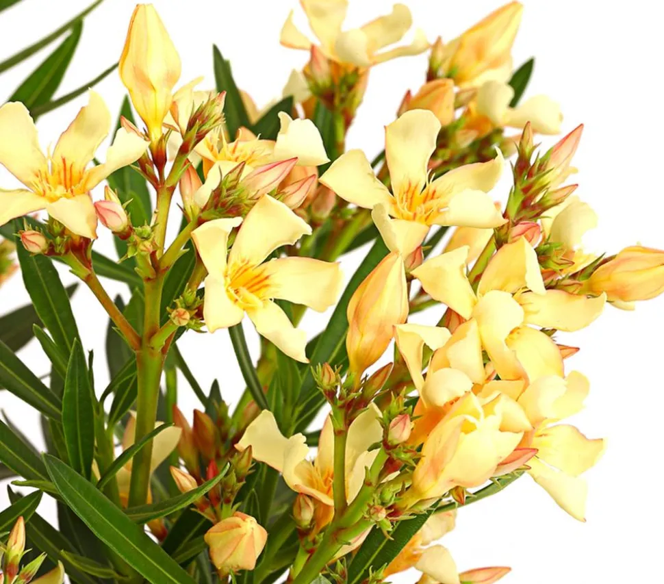 Oleander, Stämmchen, verschiedene Farben