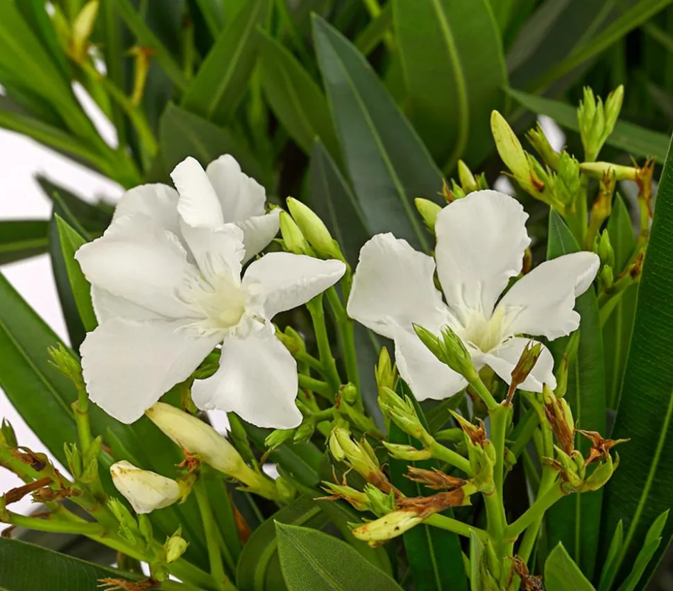Oleander, Stämmchen, verschiedene Farben