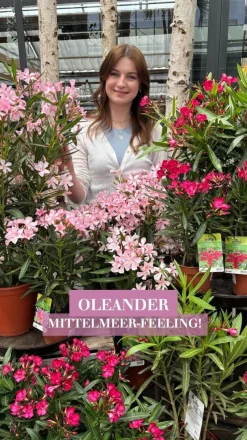 Oleander, Stämmchen, verschiedene Farben