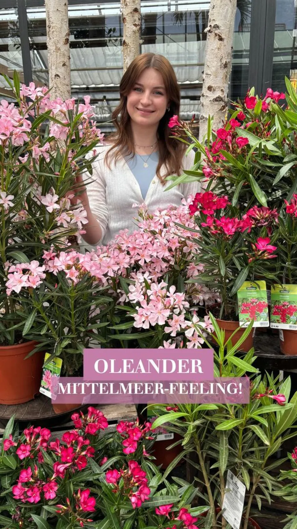 Oleander, Stämmchen, verschiedene Farben