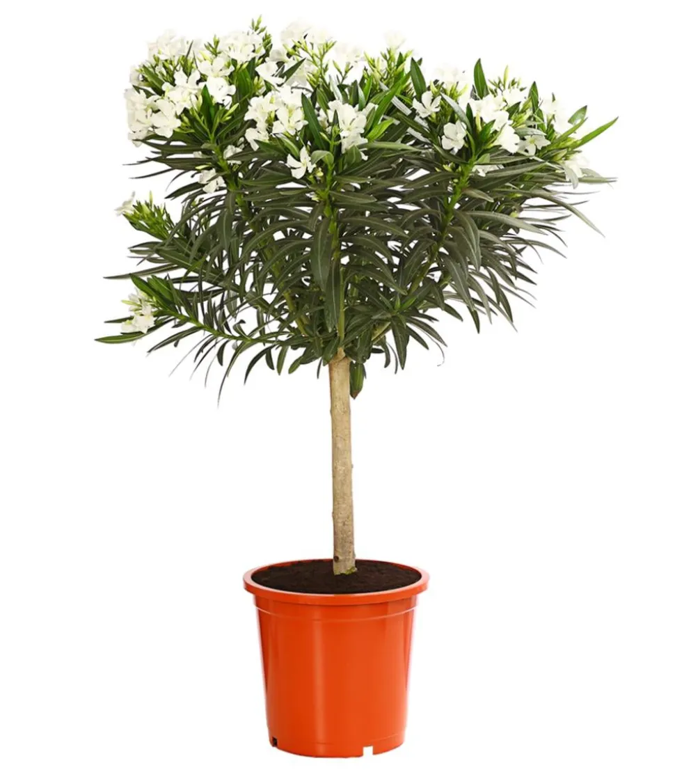 Oleander, Stämmchen, verschiedene Farben