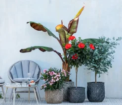 Oleander, Stämmchen, verschiedene Farben