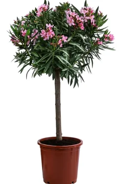 Oleander, Stämmchen, verschiedene Farben