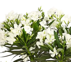 Oleander, Stämmchen, verschiedene Farben