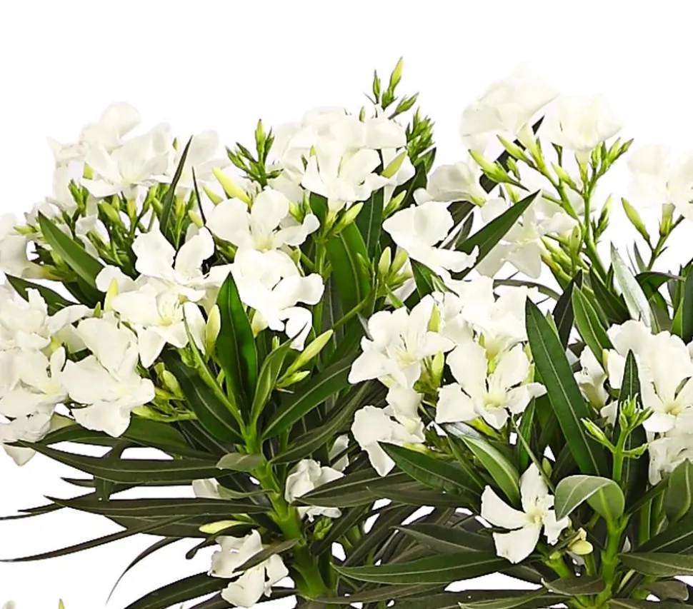 Oleander, Stämmchen, verschiedene Farben