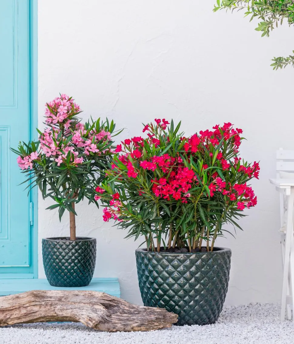 Oleander, Stämmchen, verschiedene Farben