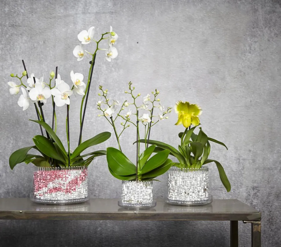 Orchitop® Orchideentopf S Set, rund, ca. Ø10 cm
