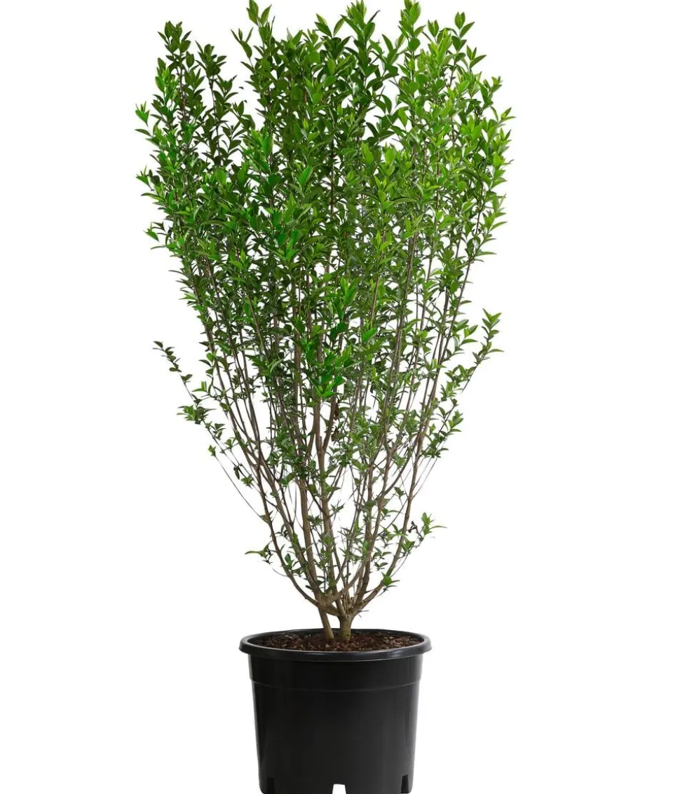 Ovalblättriger Liguster