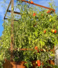 Palatino Cortenstahl-Tomatenhaus, braun, ca. B100/H183/T100 cm