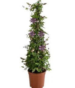Passionsblume, Pyramide, verschiedene Sorten