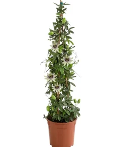Passionsblume, Pyramide, verschiedene Sorten