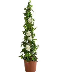 Passionsblume, Pyramide, verschiedene Sorten
