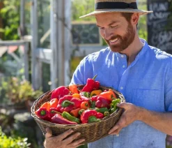 Peperoni 'Edler Tropfen', verschiedene Farben