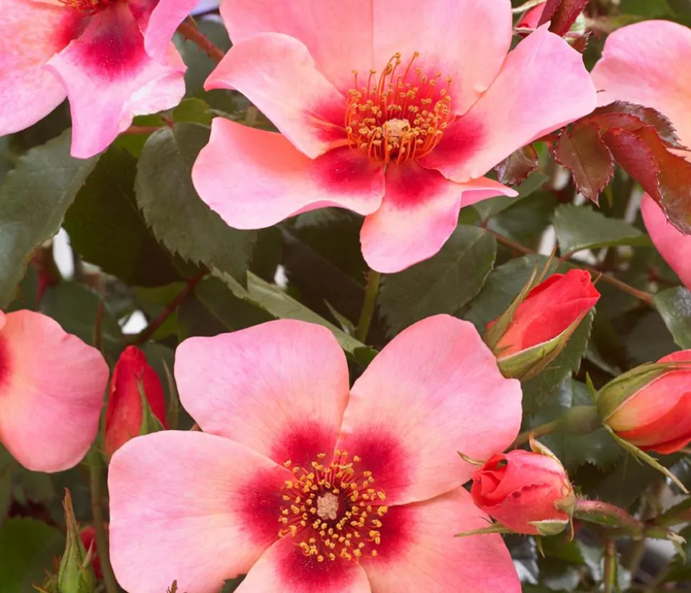 Persische Rosen, verschiedene Farben
