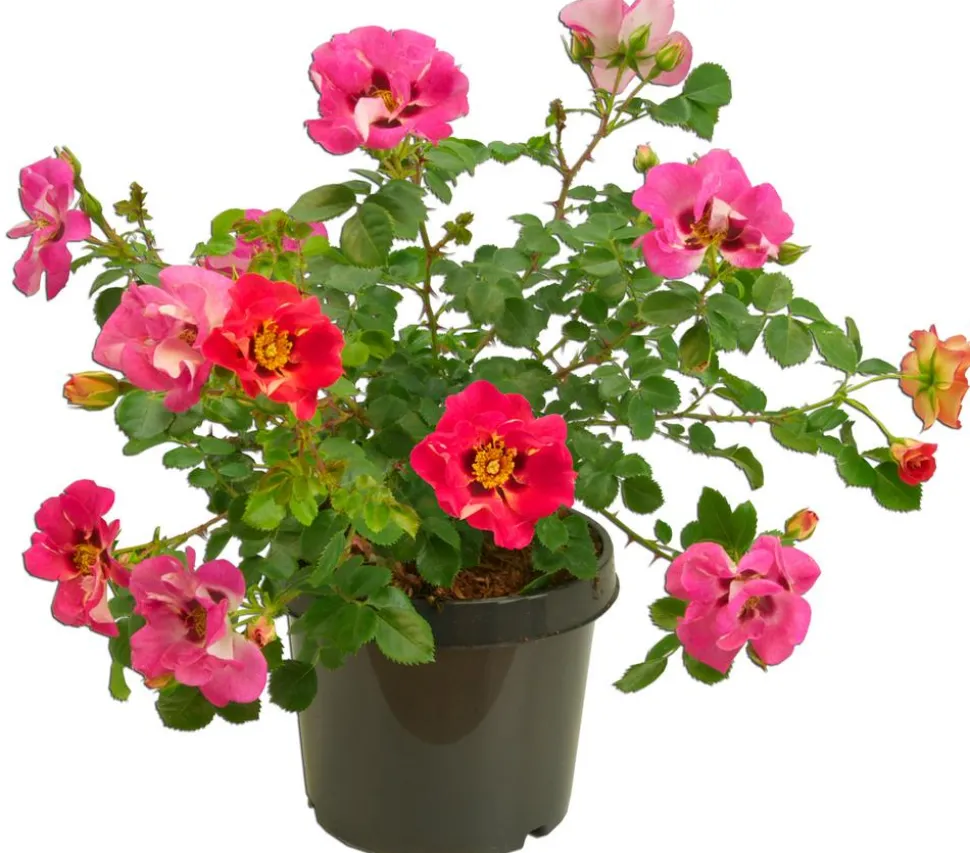 Persische Rosen, verschiedene Farben