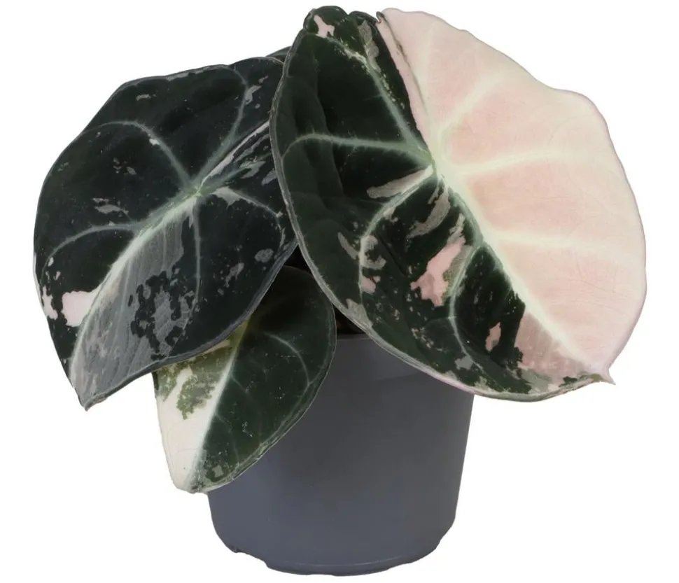 Pfeilblatt - Alocasia 'Black Velvet Pink'