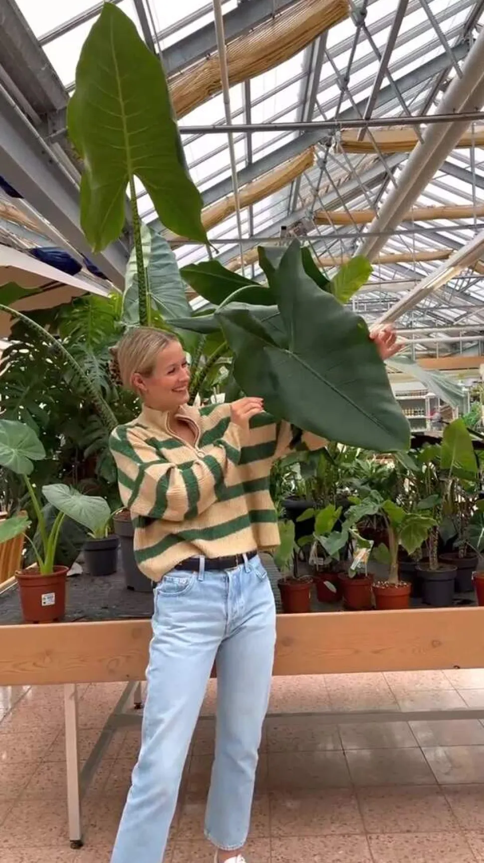 Pfeilblatt - Alocasia 'Wentii', Hydrokultur