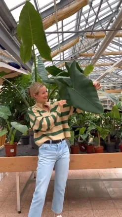 Pfeilblatt - Alocasia zebrina