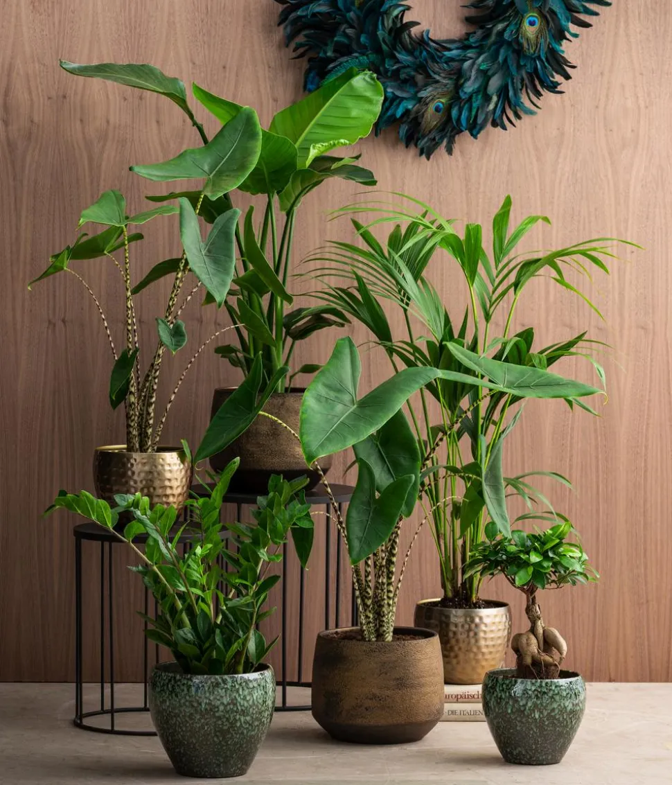 Pfeilblatt - Alocasia zebrina