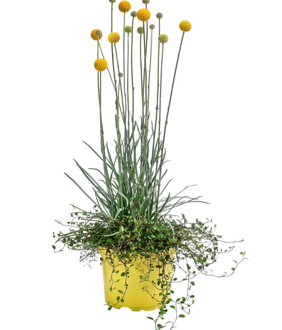 Pflanzen-Duo Trommelschlägel und Mühlenbeckia