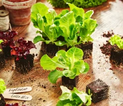 Pflücksalat 'Lollo Rosso', lausresistent, 12er Schale