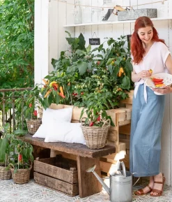 Pick-a-Tom® Cocktailtomate 'Candy' mit Früchten