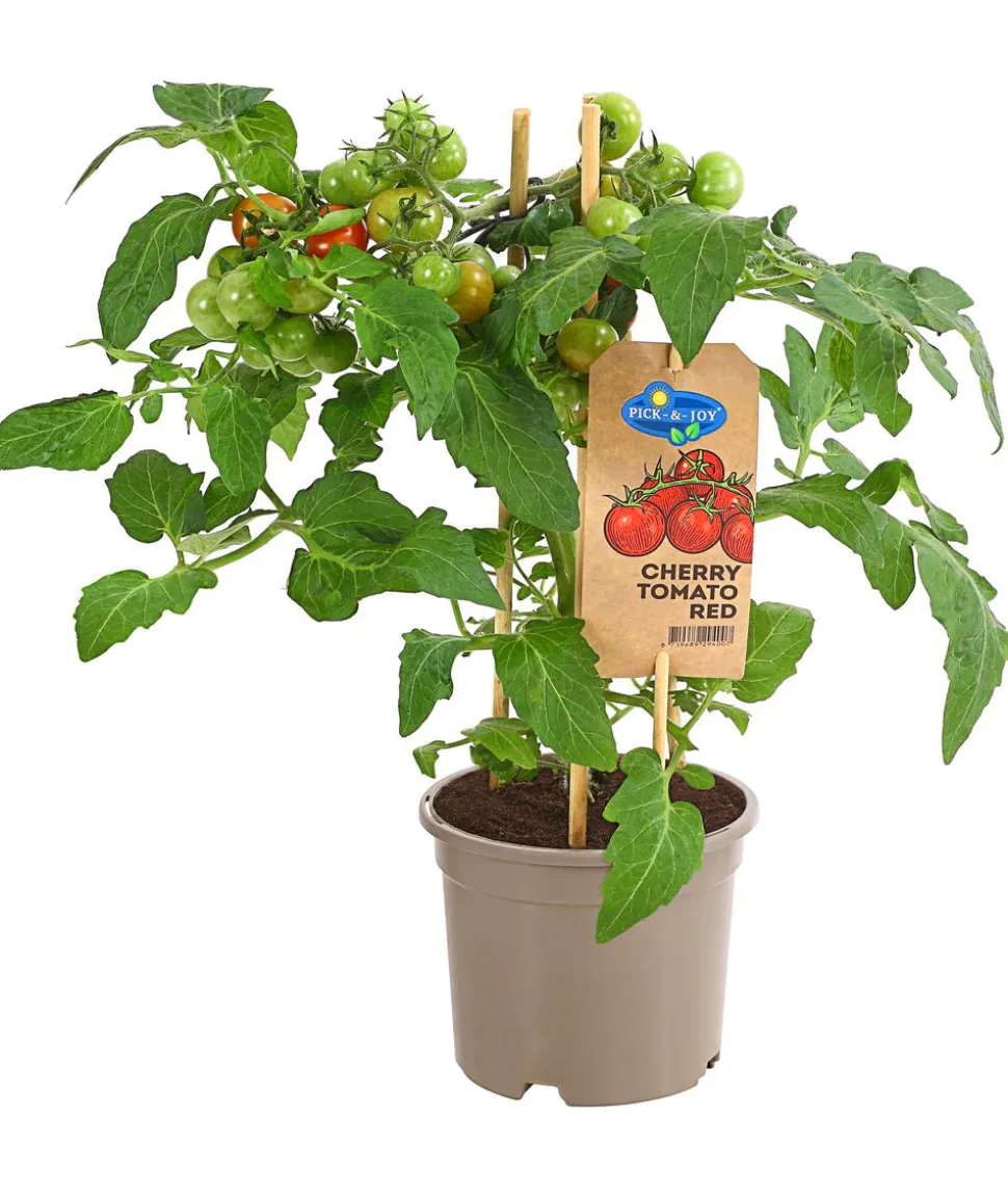 Pick-a-Tom® Cocktailtomate mit Früchten, rot