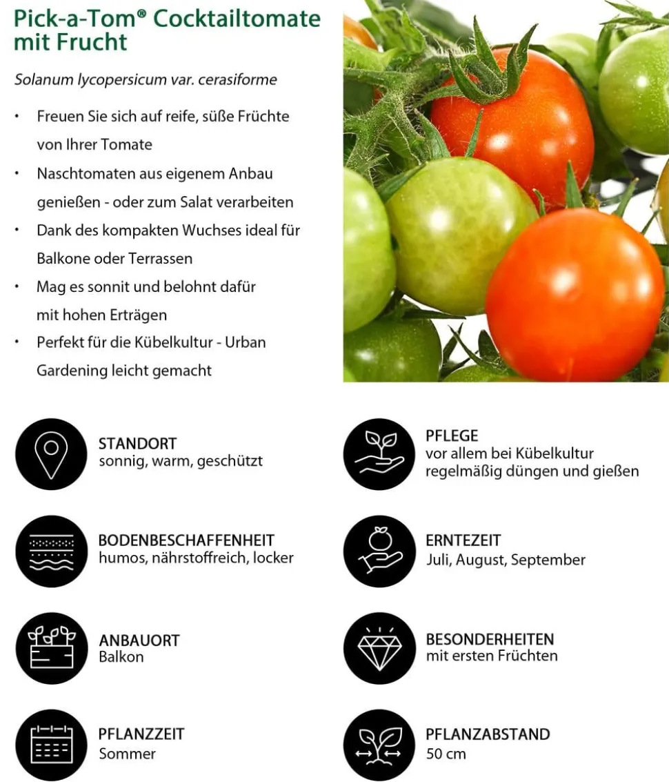 Pick-a-Tom® Cocktailtomate mit Früchten, rot