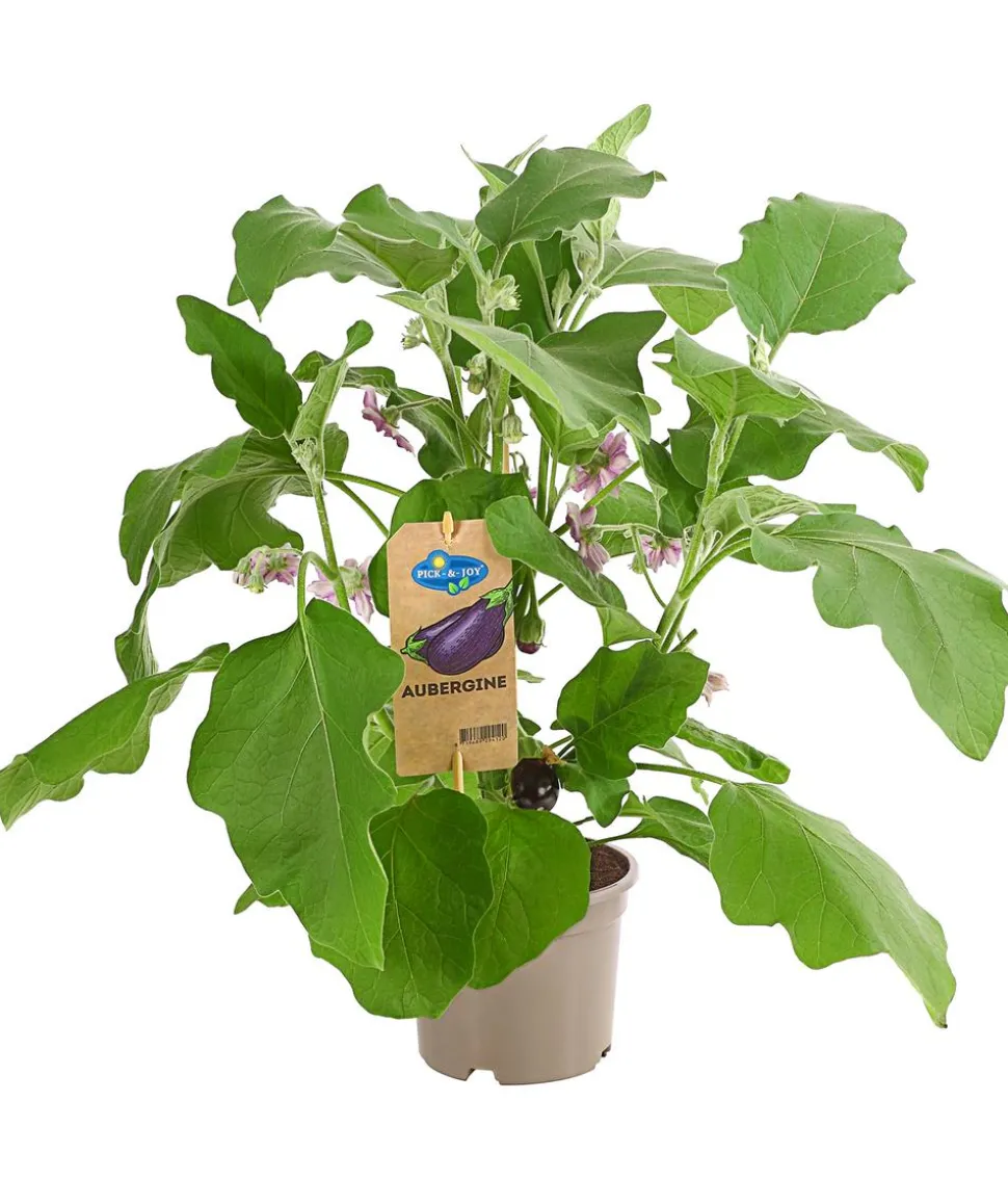 Pick-&-Joy® Aubergine mit Früchten